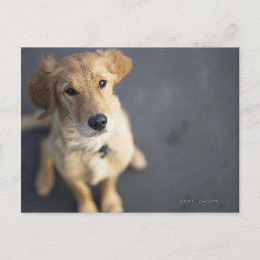 Dog omhoog briefkaart (Voorkant)