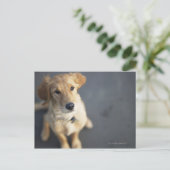 Dog omhoog briefkaart (Staand voorkant)