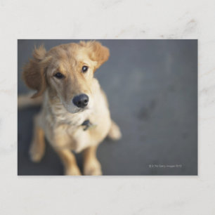 Dog omhoog briefkaart