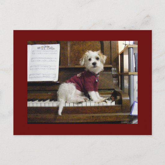 Dog on piano briefkaart (Voorkant)