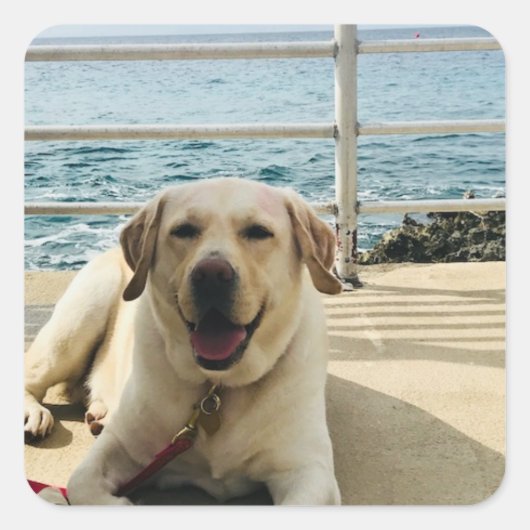 "Dog on the Dock" Labrador Dog Foto Sticker (Voorkant)