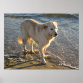 Dog On The Shore Poster (Voorkant)