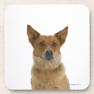 Dog on White 01 Onderzetter