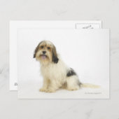 Dog on White 104 Briefkaart (Voorkant / Achterkant)