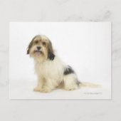 Dog on White 104 Briefkaart (Voorkant)