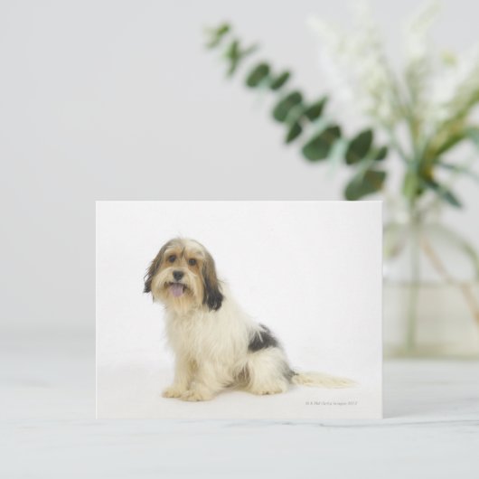 Dog on White 104 Briefkaart (Staand voorkant)