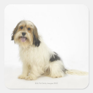 Dog on White 104 Vierkante Sticker