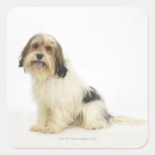 Dog on White 104 Vierkante Sticker (Voorkant)
