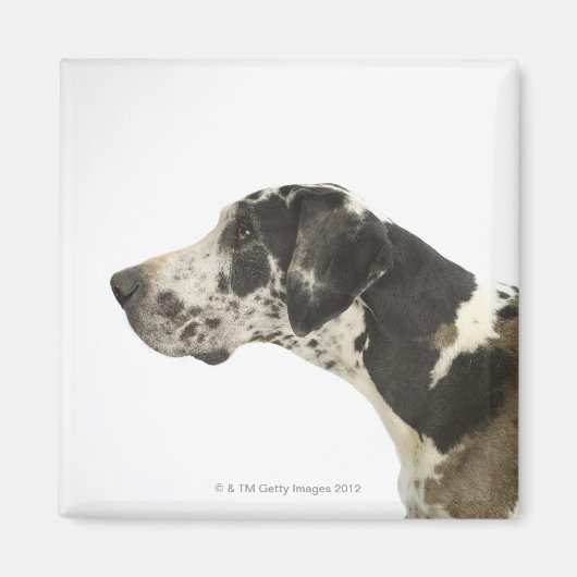 Dog on White 11 Magneet (Voorkant)
