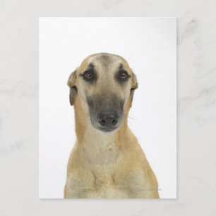Dog on White 41 Briefkaart