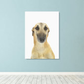 Dog on White 41 Canvas Afdruk (Insitu (Houten vloer))