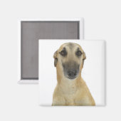 Dog on White 41 Magneet (Voorkant / Achterkant)