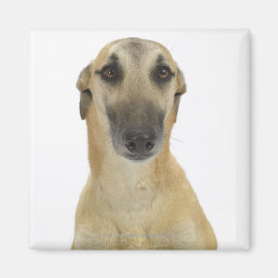 Dog on White 41 Magneet