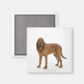 Dog on White 97 Magneet (Voorkant / Achterkant)