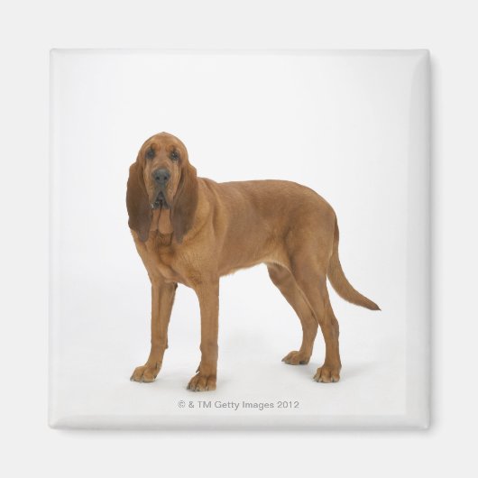 Dog on White 97 Magneet (Voorkant)