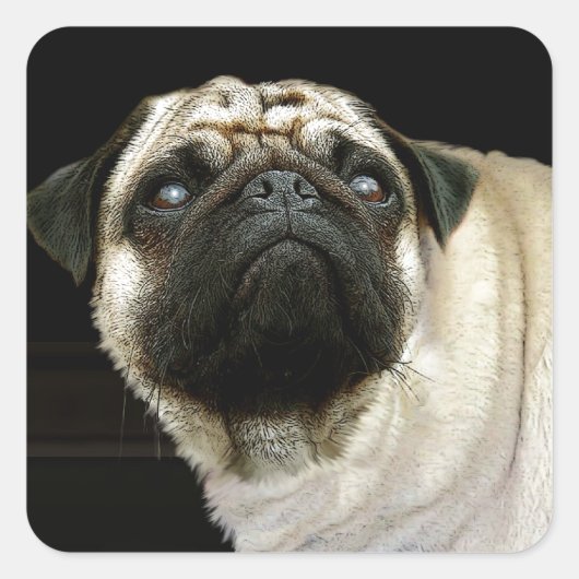 Dog-ontwerpen voor dichter- en dichter-liefhebbers vierkante sticker (Voorkant)