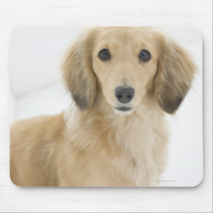 Dog op bank muismat