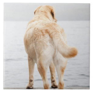 Dog op dok tegeltje