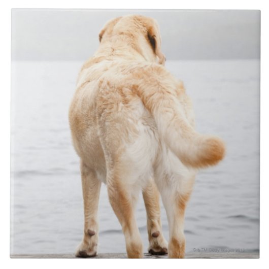 Dog op dok tegeltje (Voorkant)