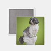 Dog op een kolom magneet (Voorkant / Achterkant)