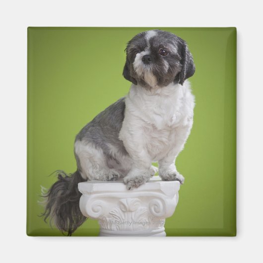 Dog op een kolom magneet (Voorkant)