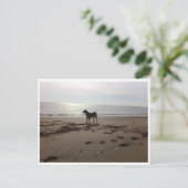 Dog op strand briefkaart (Staand voorkant)