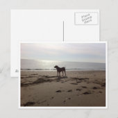 Dog op strand briefkaart (Voorkant / Achterkant)