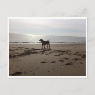 Dog op strand briefkaart