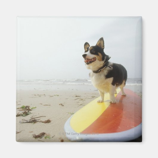 Dog op surfbord magneet (Voorkant)