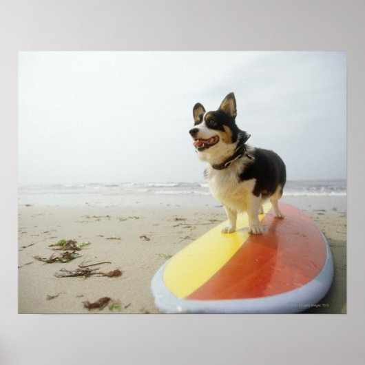 Dog op surfbord poster (Voorkant)