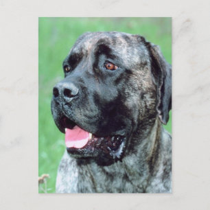 Dog Panting Briefkaart