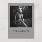 Dog Park Postcard 11 Briefkaart (Voorkant)