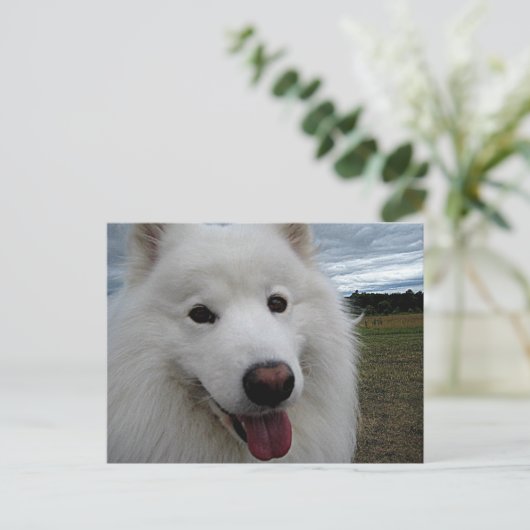 Dog Park Samoyed Briefkaart (Staand voorkant)