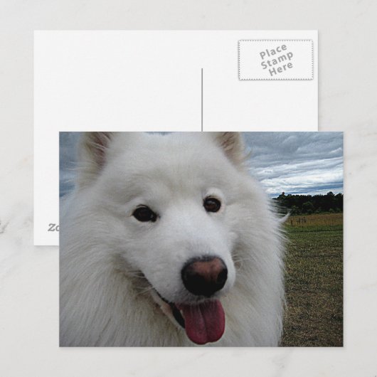 Dog Park Samoyed Briefkaart (Voorkant / Achterkant)