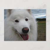 Dog Park Samoyed Briefkaart (Voorkant)