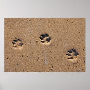 Dog paw drukt op een zandig strand poster