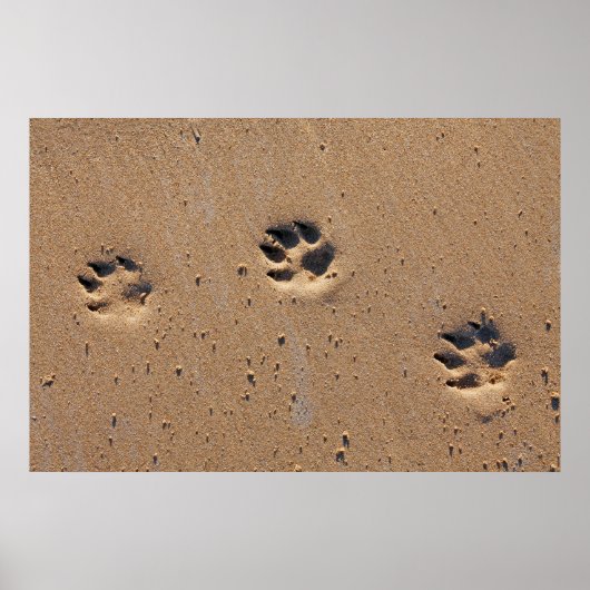 Dog paw drukt op een zandig strand poster (Voorkant)