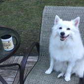 Dog Paw Typography Coffee Lover's Cute Specialty Mok