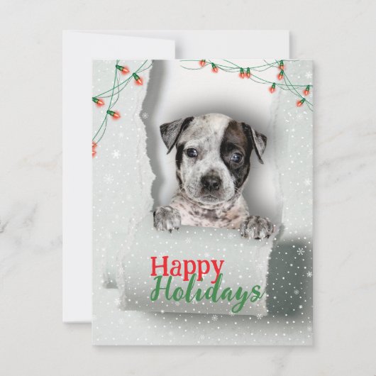 Dog Peeking Christmas Lights Holiday Kaart (Voorkant)