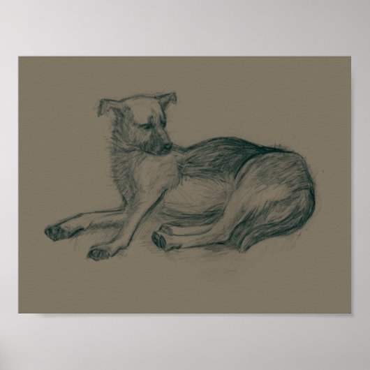 Dog. Pencil drawing. Poster (Voorkant)