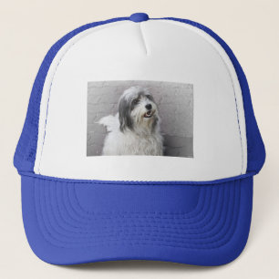 Dog Pet