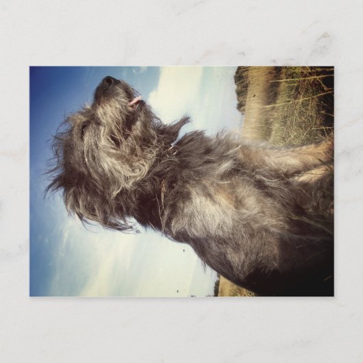 Dog Photo Briefkaart (Voorkant)