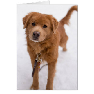 Dog Photo Card - Marley