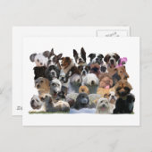 Dog Portraits Briefkaart (Voorkant / Achterkant)
