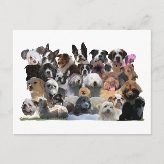 Dog Portraits Briefkaart (Voorkant)