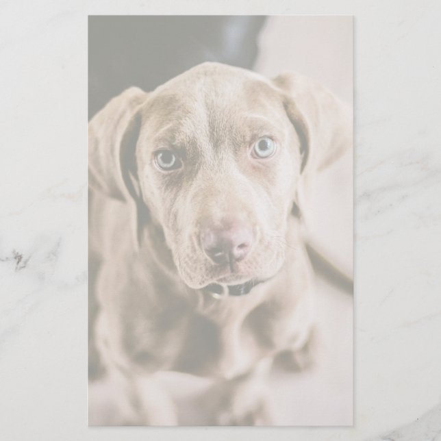 Dog portret (Voorkant)