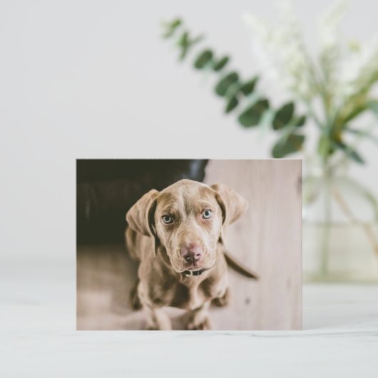 Dog portret briefkaart (Staand voorkant)