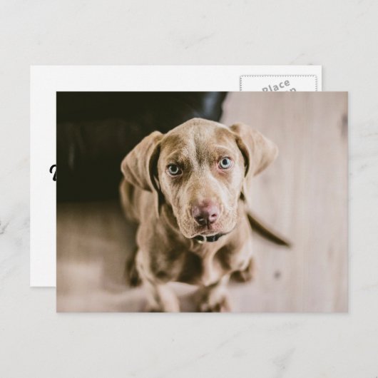 Dog portret briefkaart (Voorkant / Achterkant)