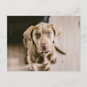 Dog portret briefkaart (Voorkant)