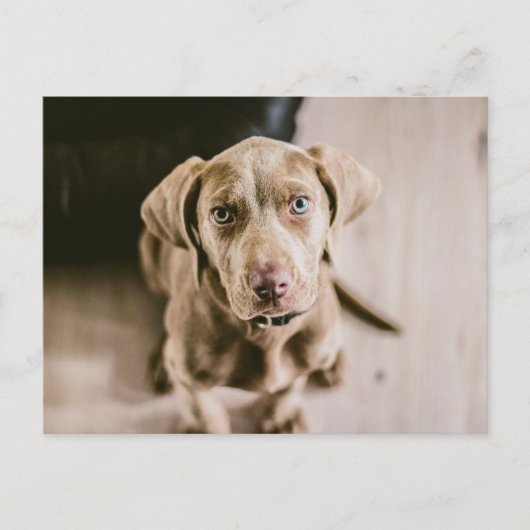 Dog portret briefkaart (Voorkant)